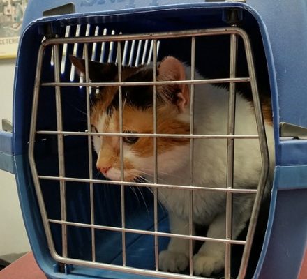 7 astuces pour habituer le chat à sa caisse de transport