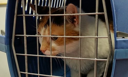 7 astuces pour habituer le chat à sa caisse de transport