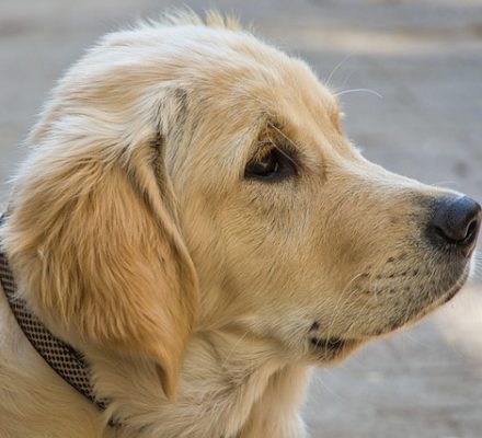 Comment choisir un collier pour chien pas cher ?