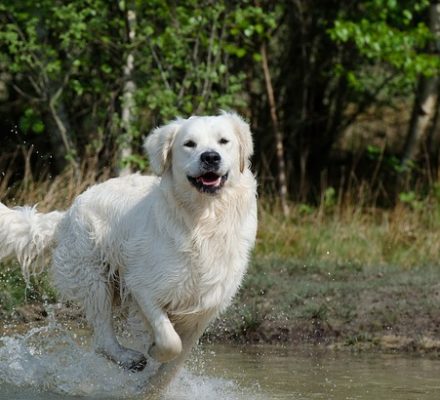 Comment atténuer l’odeur de son animal