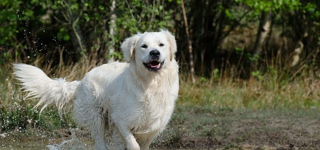 Comment atténuer l’odeur de son animal