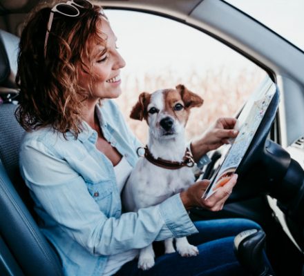 Comment assurer un chien ?