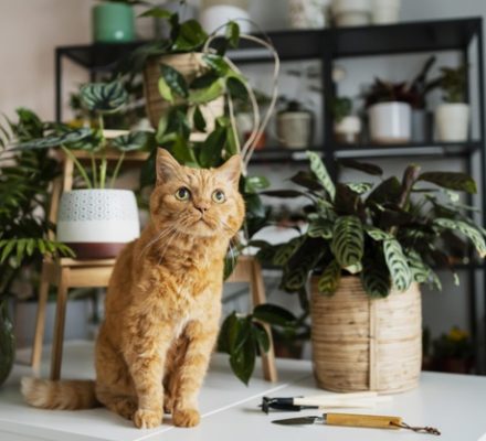 Est-ce que le chat s’ennuie tout seul à la maison ?