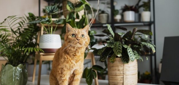 Est-ce que le chat s’ennuie tout seul à la maison ?