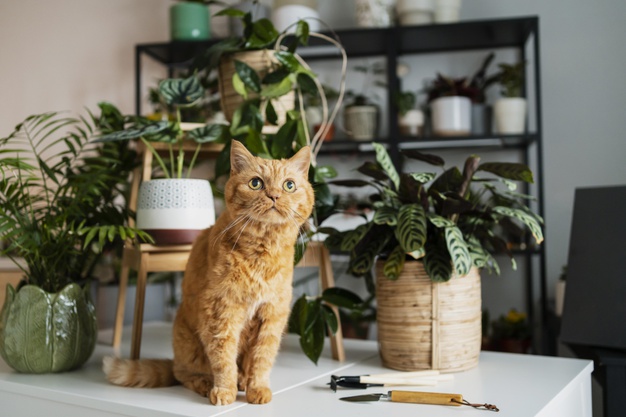 Est-ce que le chat s’ennuie tout seul à la maison ?