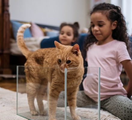 Quels jeux pour un chat d’appartement ?