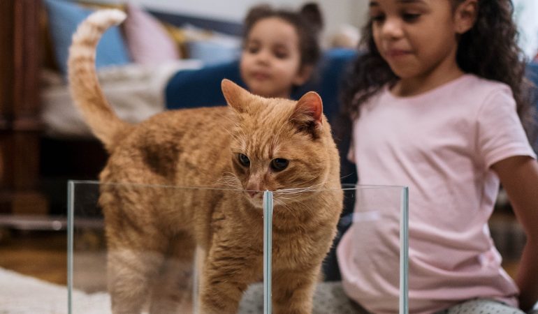 Quels jeux pour un chat d’appartement ?