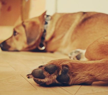 Comment s’occuper d’un chien en appartement ?