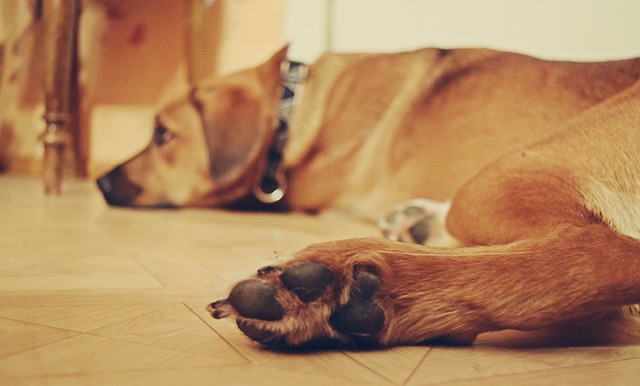 Comment s’occuper d’un chien en appartement ? Comment s’occuper d’un chien en appartement ?