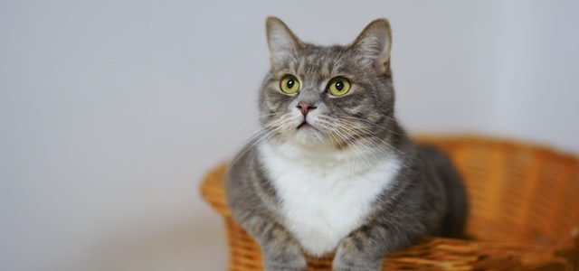 Quelle taille pour un panier pour chat?
