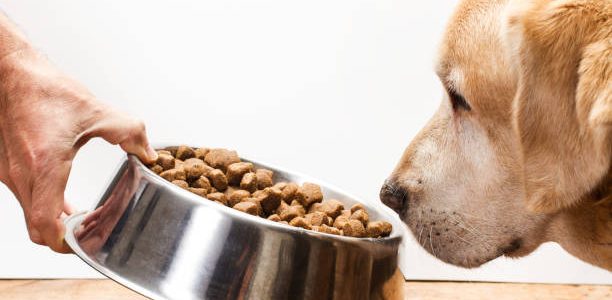 Les croquettes pour chiens sans céréales : effet de mode ou réel bienfait ?