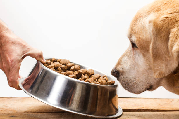 Les croquettes pour chiens sans céréales : effet de mode ou réel bienfait ?