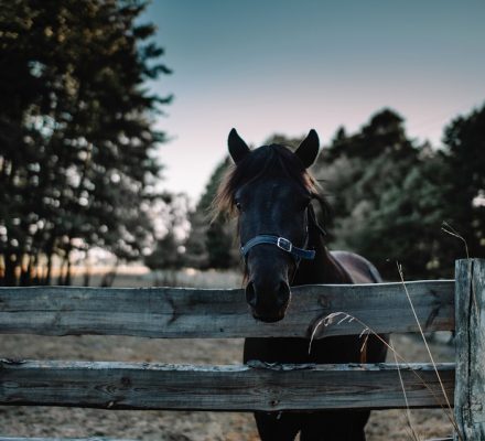 Arthrose chez le cheval : comment prévenir et soulager ?