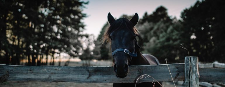 Arthrose chez le cheval : comment prévenir et soulager ?