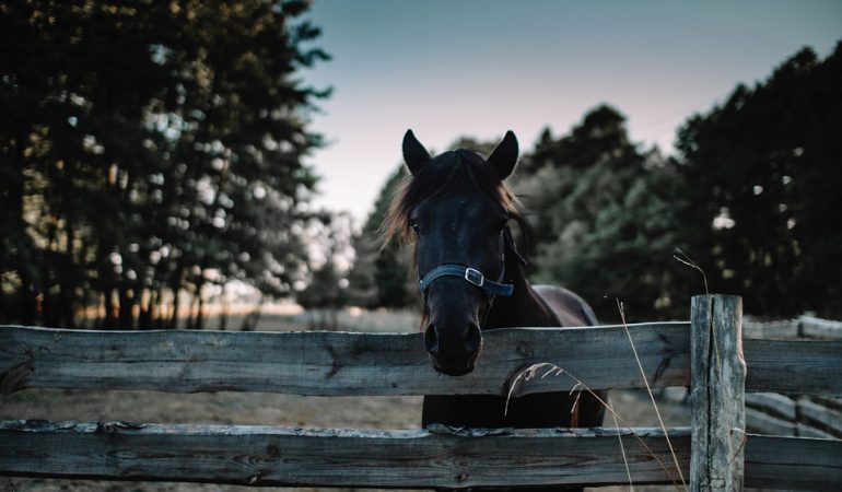 Arthrose chez le cheval : comment prévenir et soulager ?