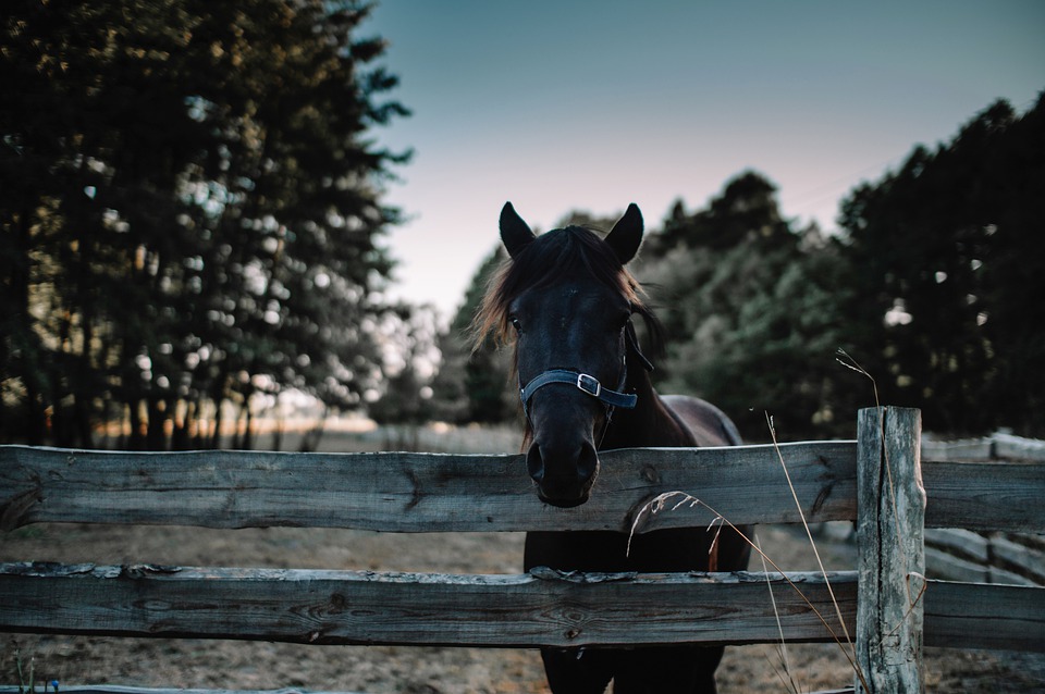 Arthrose chez le cheval : comment prévenir et soulager ?