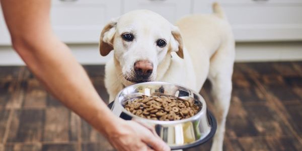 Quel type de croquette donner à un chien âgé ?