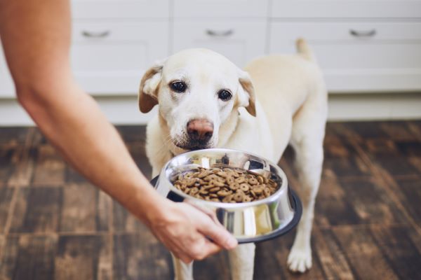 Quel type de croquette donner à un chien âgé ?