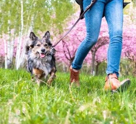 Les accessoires pour chiens lors des balades : comment choisir un sac à dos ou une poche à eau