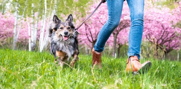 Les accessoires pour chiens lors des balades : comment choisir un sac à dos ou une poche à eau