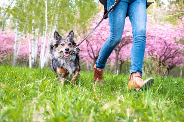 Les accessoires pour chiens lors des balades : comment choisir un sac à dos ou une poche à eau