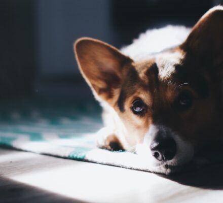 Les chiens et la musique : une affinité méconnue