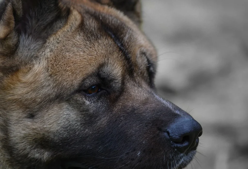 L’Akita Inu : un chien de compagnie plein de surprises à Antibes