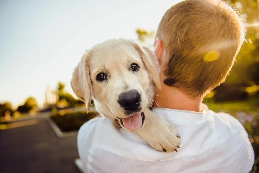 L'influence des races japonaises sur la décoration canine