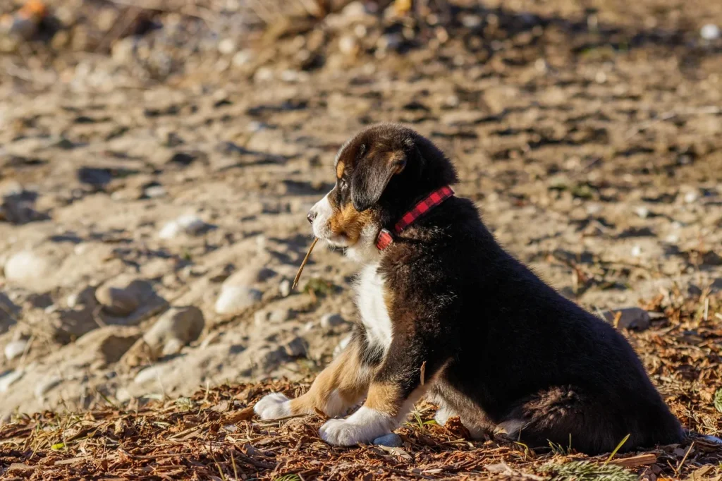 Comment prendre soin de votre Akita : guide étape par étape