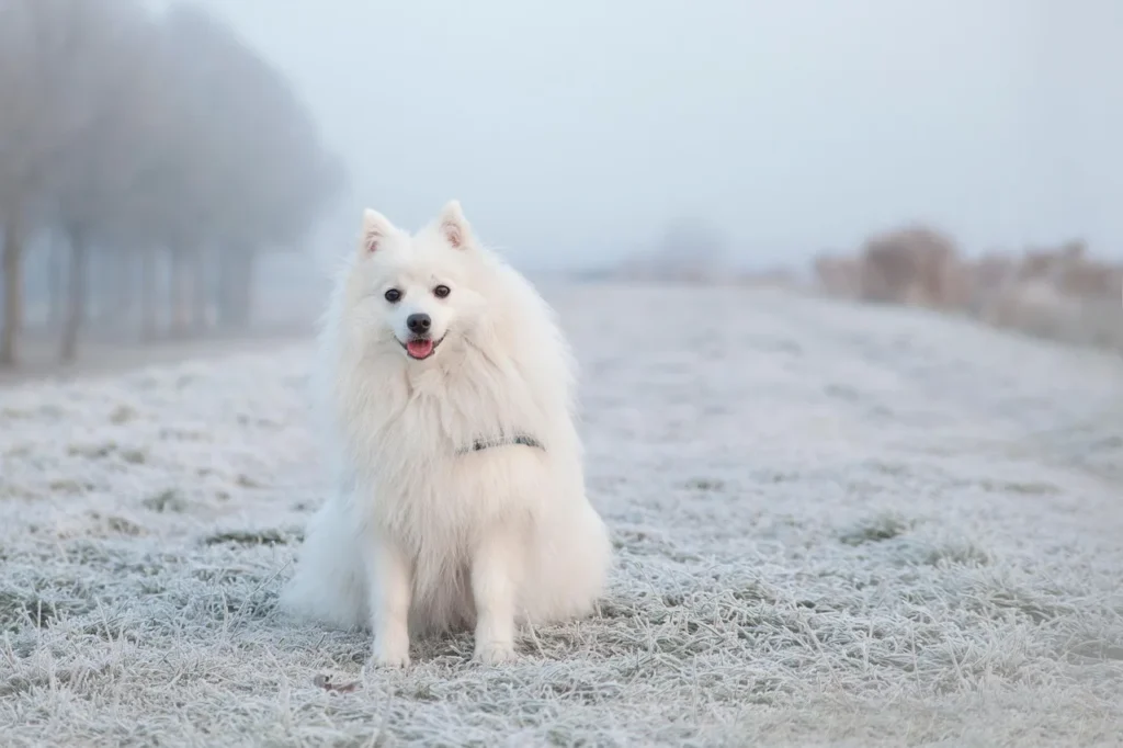 L&rsquo;Akita Inu : un compagnon fidèle et ses besoins spécifiques