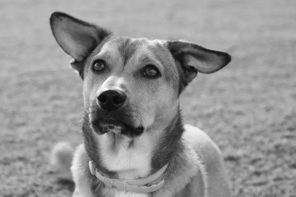 Comprendre les besoins nutritionnels de l’Akita Inu en 5 étapes